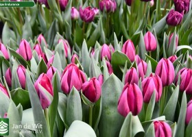 Tulipa Endurance (2)